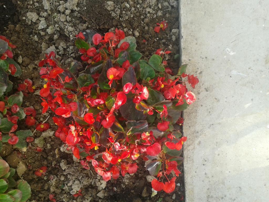 פודסטראנה Apartments Vinka מראה חיצוני תמונה